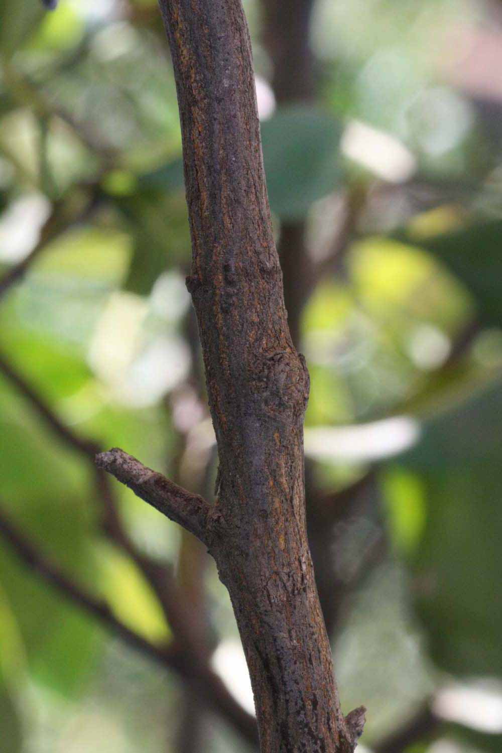              Second - third year twig (Riverside, CA)       